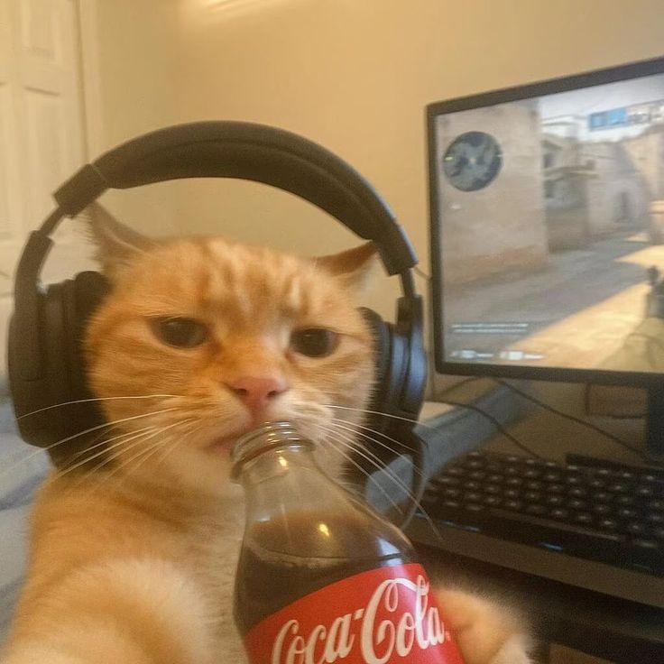 cat gaming with cola