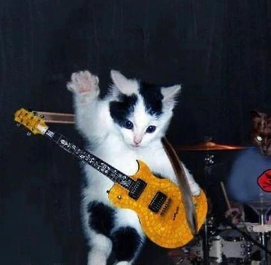 kitten playing a guitar